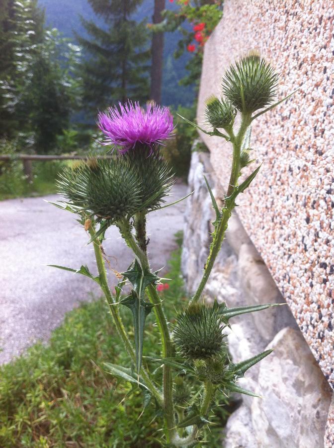 Hotel Il Cardo San Vito di Cadore Exterior foto